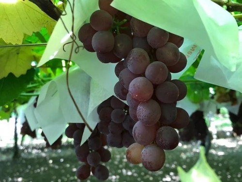 フルーツ王国　南信州の農園で楽しむ葡萄食べ放題と2つの渓谷を巡る旅