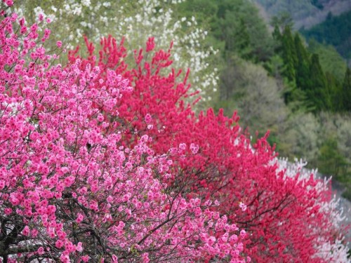 【お花の撮影をたのしみたい！！】～桃源郷～花桃の里　写真家水野先生と行く光前寺しだれ桜