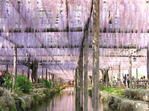 紫彩に染まる藤のカーテン「尾張津島藤まつり」＆地元で人気のレストランランチ