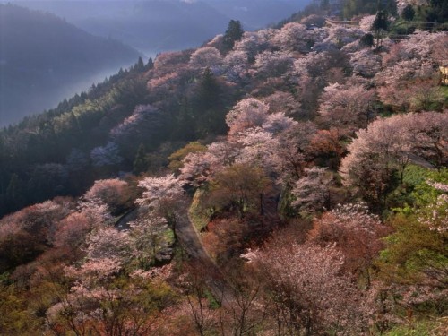 日本三大桜の名所　「吉野桜」と奈良さくらいの郷
