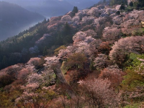 何度でも見たい　春爛漫！吉野三本桜