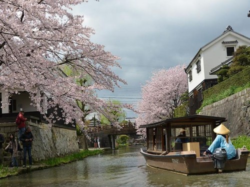 ～桜の競演～近江八幡堀和舟めぐり