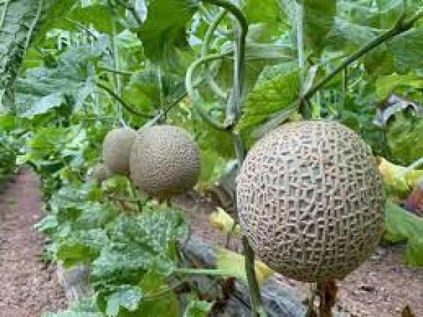 日研農園　メロン狩り