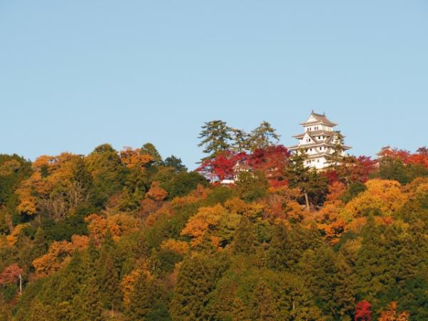 郡上八幡城を見上げると、まるで天守が燃えているかのよう