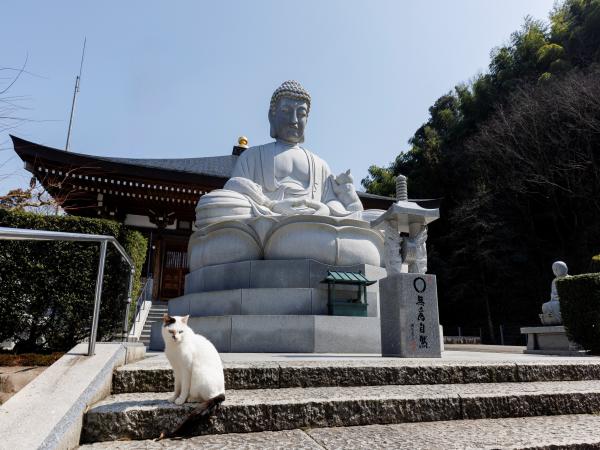 誕生寺「ねこ寺」