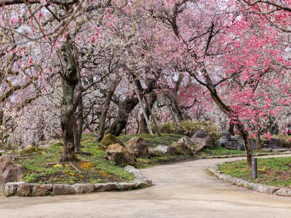 50品種約1,500本、約2万坪の梅が咲き誇る！