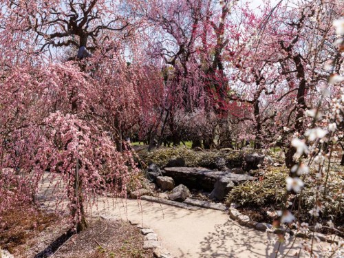 北野天満宮「梅苑 花の庭」&嵐山 贅沢フレンチ