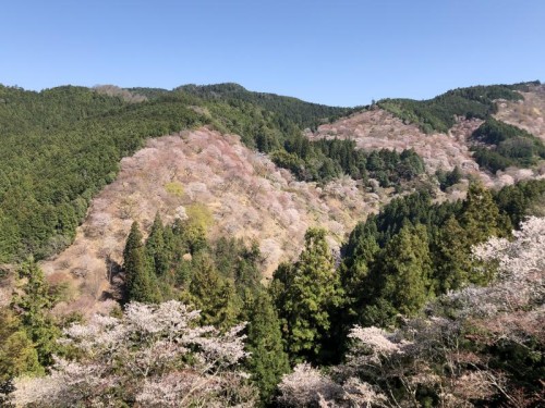 日本一の桜の名所へ 絶景!!吉野山千本桜