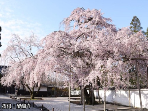 春の京都さくら巡り 「醍醐寺」&「伏見十石舟」