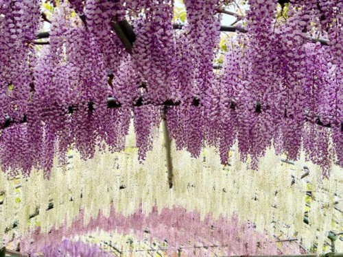 浜名湖花フェスタ&弁天島リゾートランチ