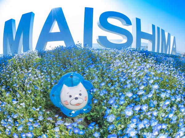 ネモフィラ祭り