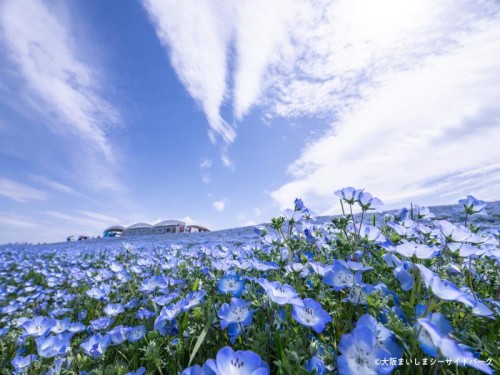 ハーバリウムのお土産付き!まいしま「ネモフィラ祭り」&天空ビュッフェ