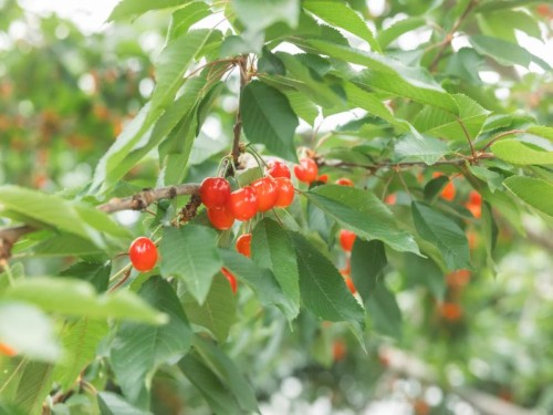 ～赤い宝石～南信州さくらんぼ狩り＆馬籠の迎賓館「萩乃屋」