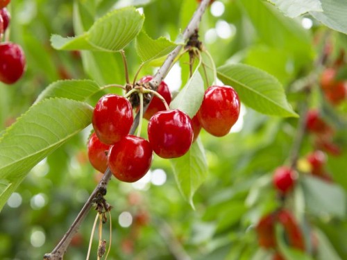 山形さくらんぼ狩り＆かみのやま温泉1泊２日