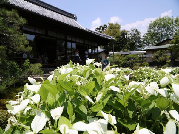 両足院の半夏生庭園　特別公開