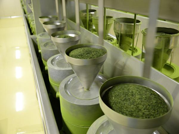 西尾の抹茶の工場見学