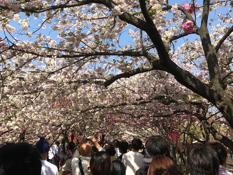 おすすめの2018年桜旅シリーズ～大阪造幣局桜の通り抜け編～