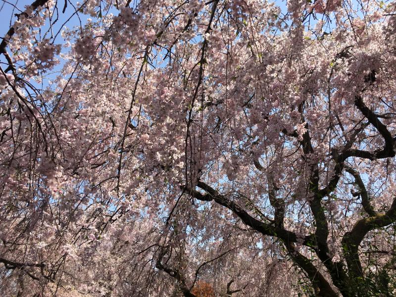 やっぱりすごかった京の桜のかくれ里”原谷苑”